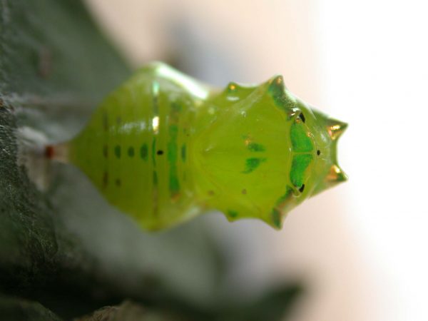 Greta alphesiboea pupa, KRW-62-2