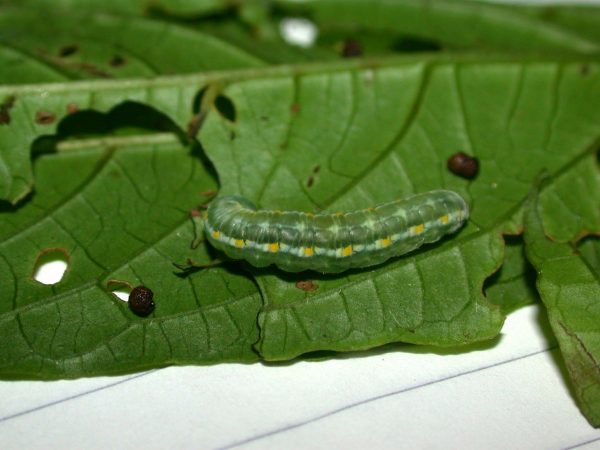 Greta alphesiboea prepupa, KRW-60-1