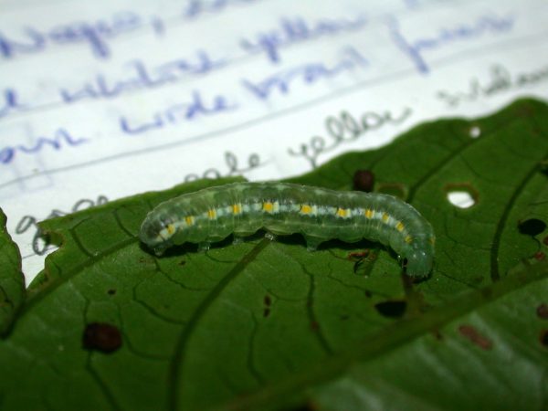 Greta alphesiboea prepupa, KRW-60-1