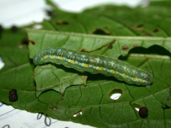 Greta alphesiboea prepupa, KRW-60-1