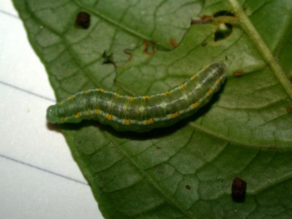 Greta alphesiboea prepupa, KRW-60-1