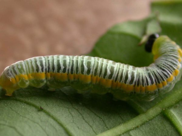 Greta andromica 5th instar, KRW-230