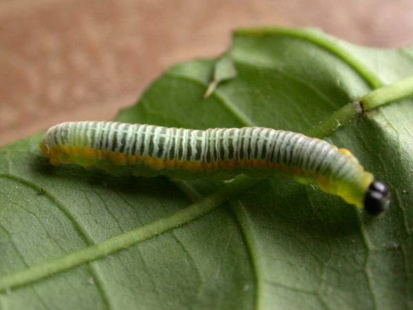 Greta andromica 5th instar, KRW-230