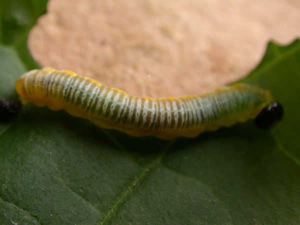 Greta andromica 5th instar, KRW-230