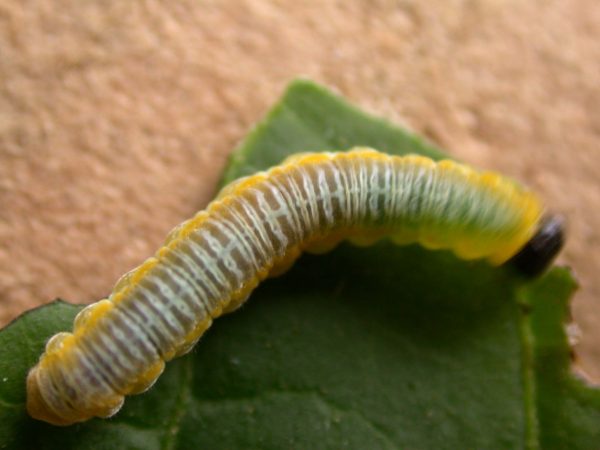 Greta andromica 5th instar, KRW-231