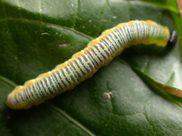 Greta andromica 5th instar, KRW-231