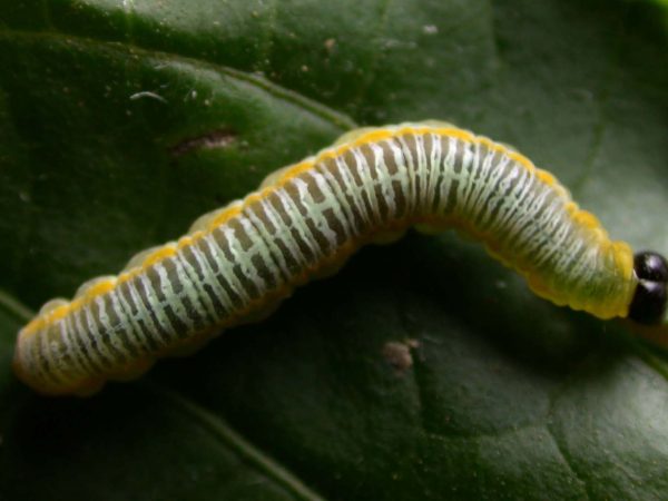 Greta andromica 5th instar, KRW-231