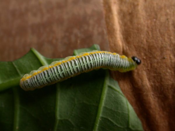 Greta andromica 5th instar, KRW-231