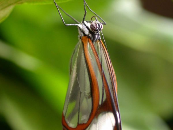 Greta andromica adult, KRW-231