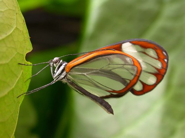 Greta andromica adult, KRW-231