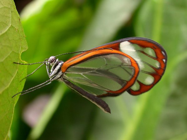 Greta andromica adult, KRW-231