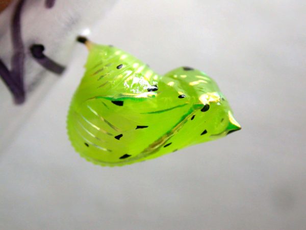 Greta andromica pupa, KRW-60-2