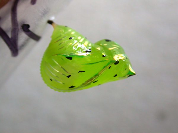 Greta andromica pupa, KRW-60-2