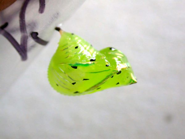 Greta andromica pupa, KRW-60-2