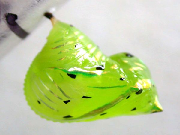 Greta andromica pupa, KRW-60-2