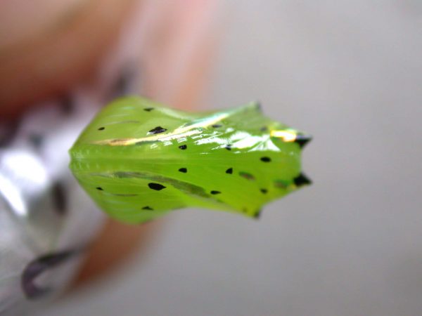 Greta andromica pupa, KRW-60-2