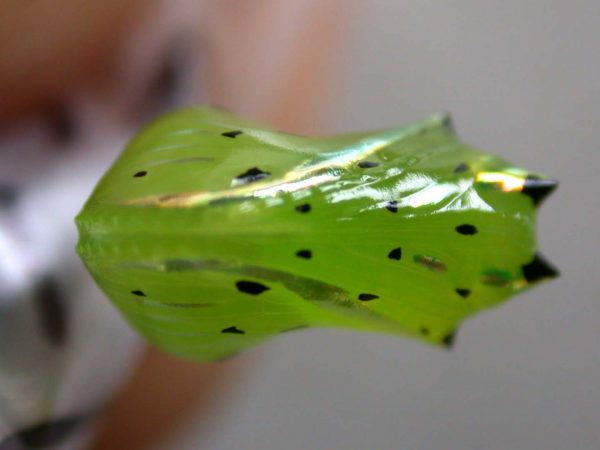 Greta andromica pupa, KRW-60-2