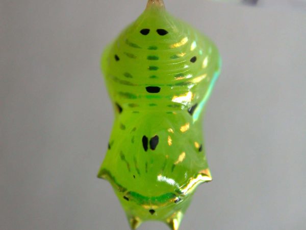 Greta andromica pupa, KRW-60-2