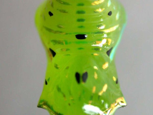 Greta andromica pupa, KRW-60-2