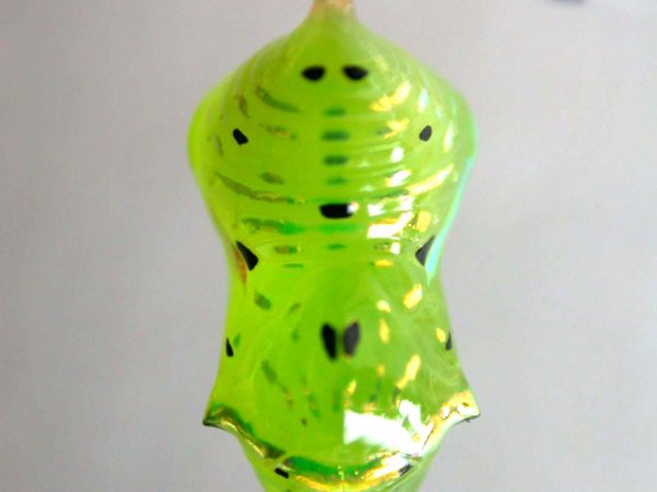 Greta andromica pupa, KRW-60-2