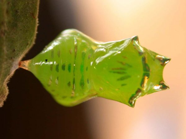 Greta andromica pupa dorsal, KRW-231