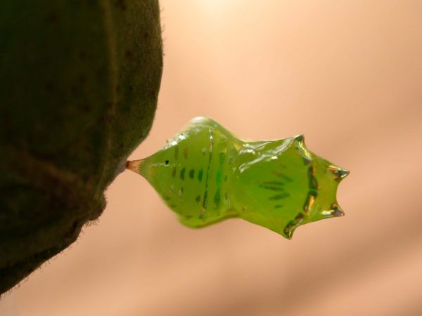 Greta andromica pupa dorsal, KRW-231