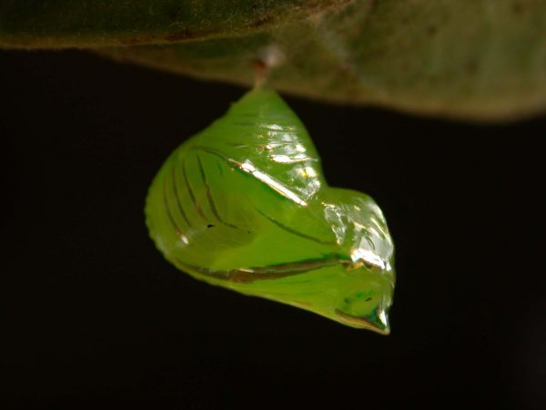 Greta andromica pupa lateral, KRW-231