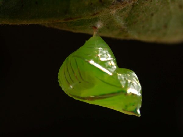 Greta andromica pupa lateral, KRW-231
