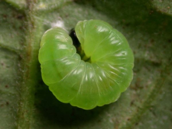 Greta andromica prepupa, KRW-231