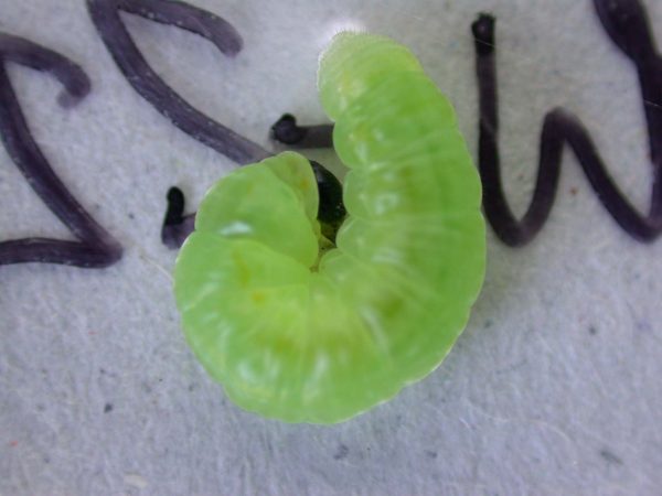 Greta andromica prepupa, KRW-60-2