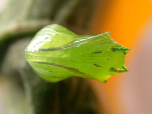 Greta andromica pupa ventral, KRW-231