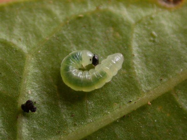 Greta depauperata 2nd instar, KRW-205