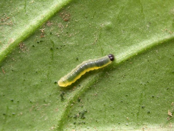 Greta depauperata 2nd instar, KRW-211-1