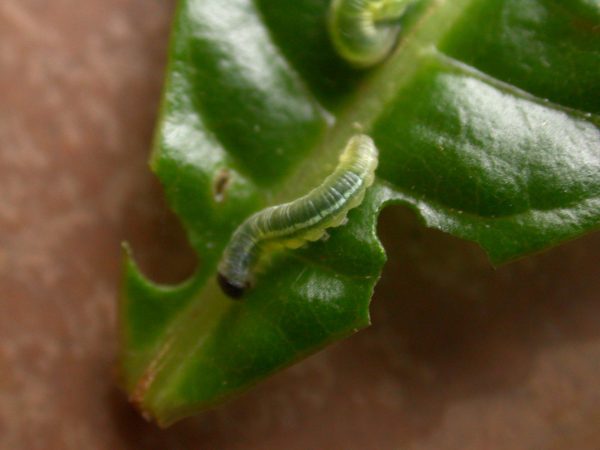 Greta depauperata 3rd instar, KRW-204
