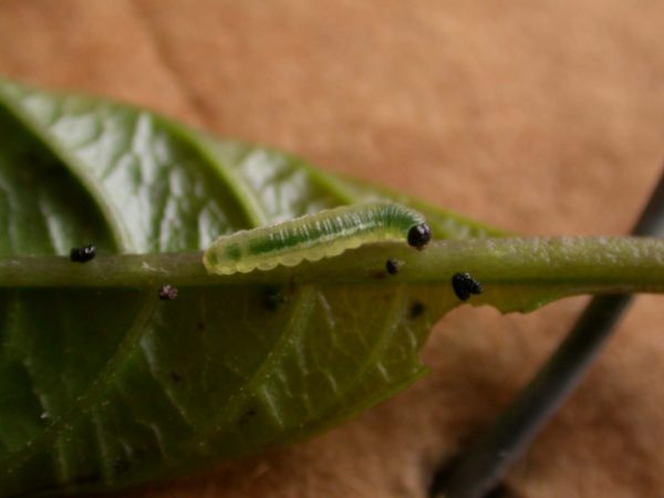 Greta depauperata 3rd instar, KRW-205