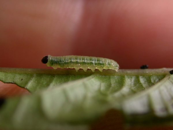 Greta depauperata 3rd instar, KRW-205