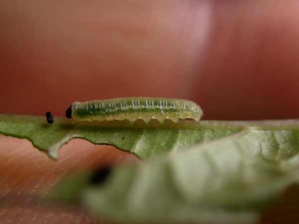 Greta depauperata 3rd instar, KRW-205