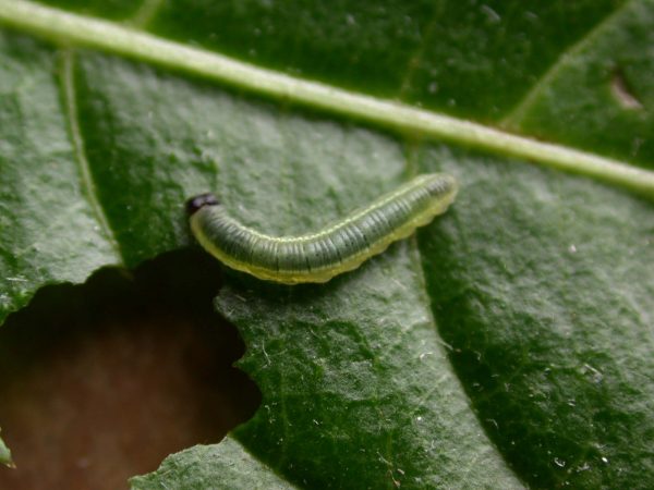 Greta depauperata 3rd instar, KRW-205
