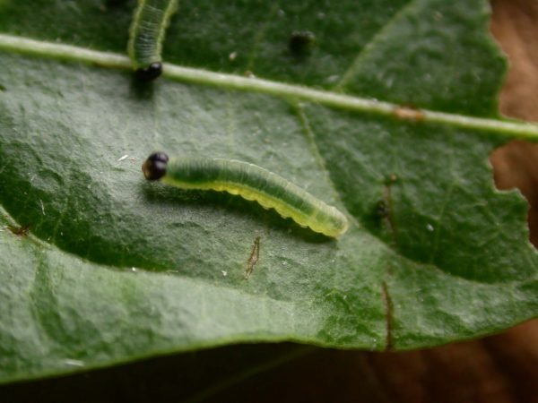 Greta depauperata 3rd instar, KRW-205