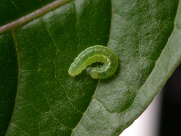 Greta depauperata 3rd instar, KRW-206