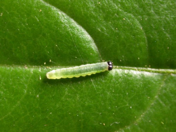 Greta depauperata 3rd instar, KRW-211-1