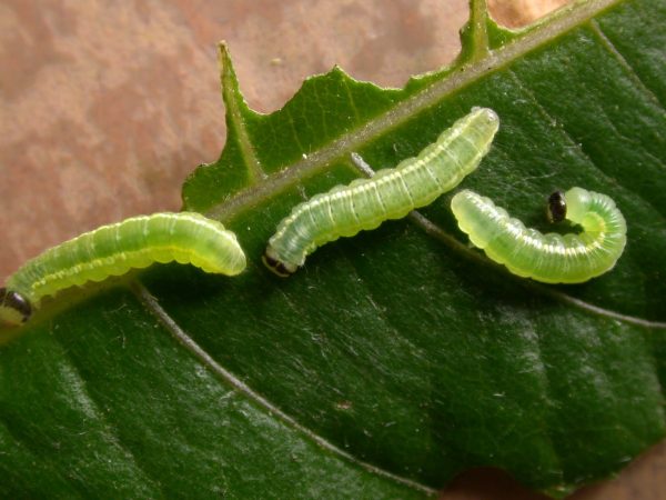 Greta depauperata 4th instar or 5th instar, KRW-204