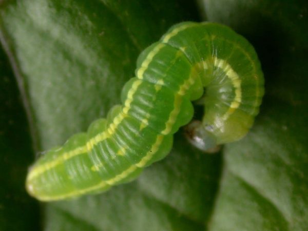 Greta depauperata 4th instar, KRW-206