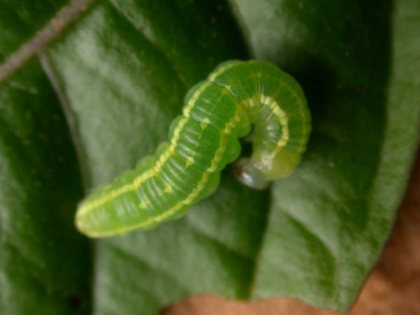 Greta depauperata 4th instar, KRW-206