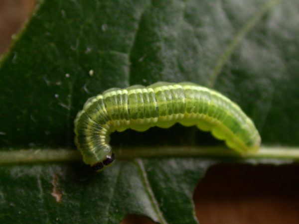 Greta depauperata 5th instar, KRW-204