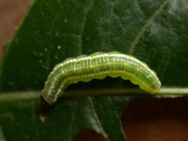 Greta depauperata 5th instar, KRW-204