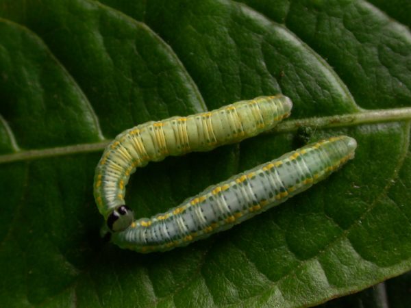 Greta depauperata 5th instar, KRW-204