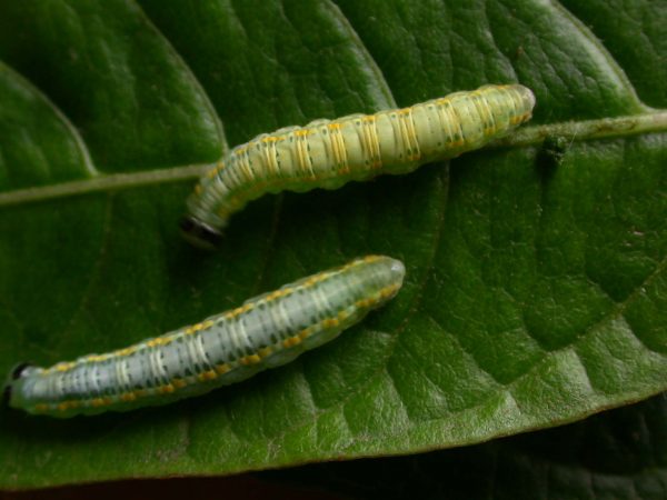 Greta depauperata 5th instar, KRW-204