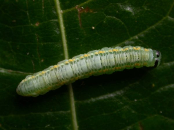 Greta depauperata 5th instar, KRW-204