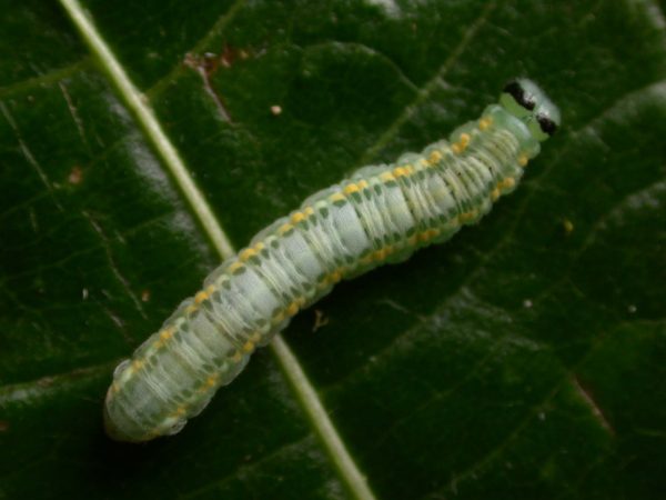 Greta depauperata 5th instar, KRW-204
